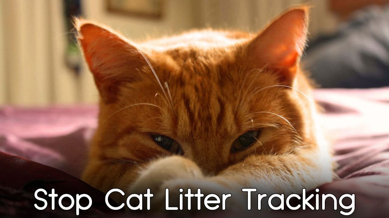 Best Practical Ways to Stop Cat Litter Tracking