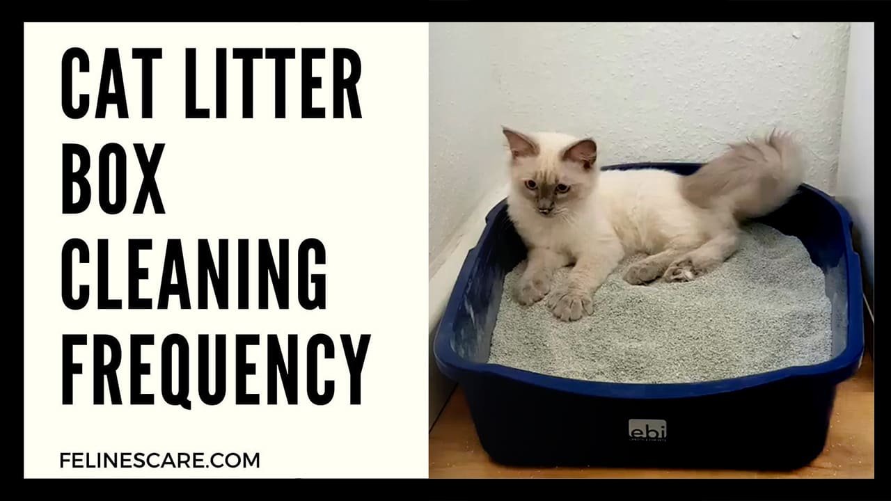 What Should Be a Cat Litter Box Cleaning Frequency? [Detailed]