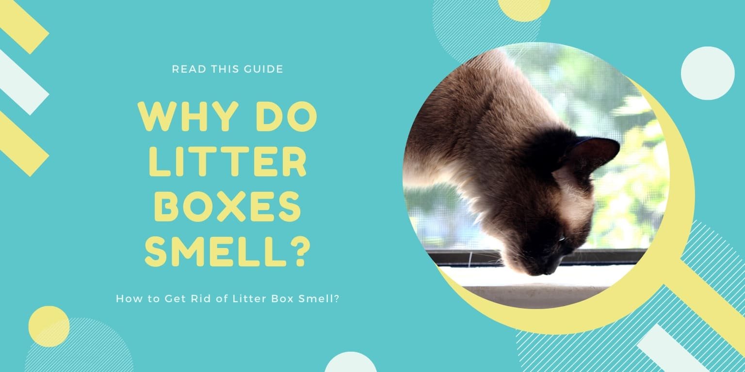 Why Do Litter Boxes Smell & How to Get Rid of Litter Box Smell [Guide