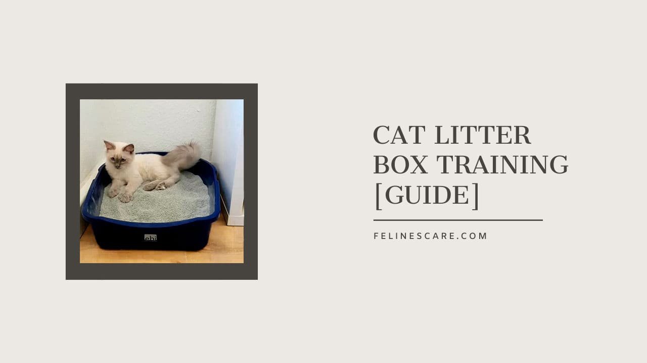How to Train a Cat to Use Litter Box [Guide]