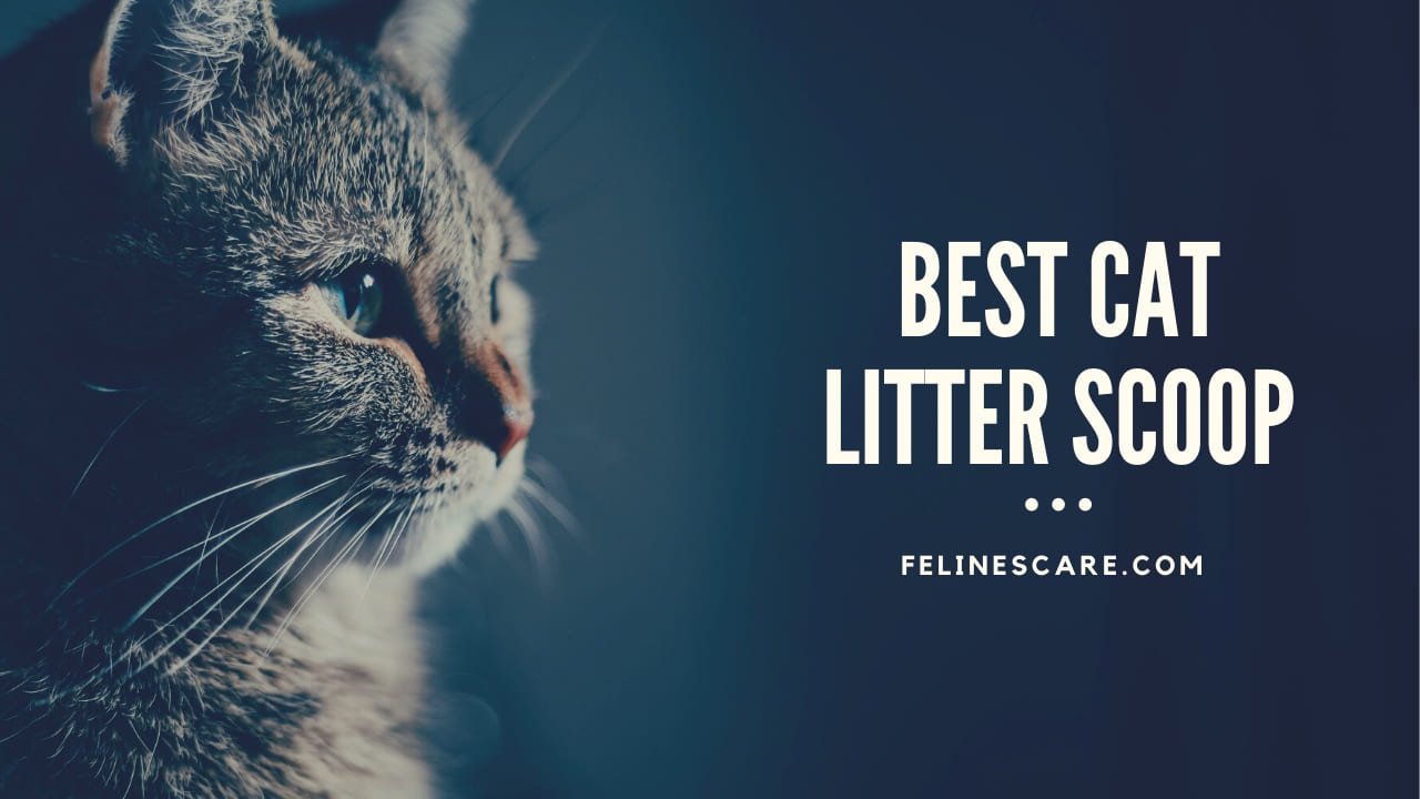 best cat litter scoop