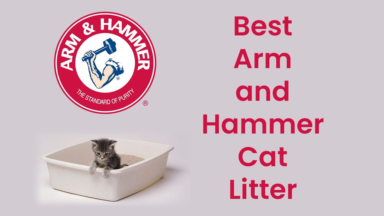 Top 8 Best Arm and Hammer Cat Litter [Updated 2022]