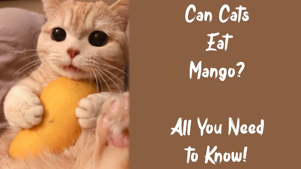 🤔 Can Cats Eat Mango?  – All You Need to Know!