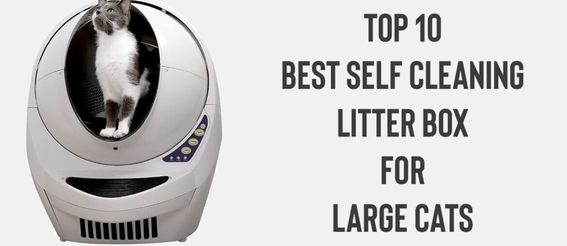 Top 10 Best Self Cleaning Litter Box For Large Cats [Updated September