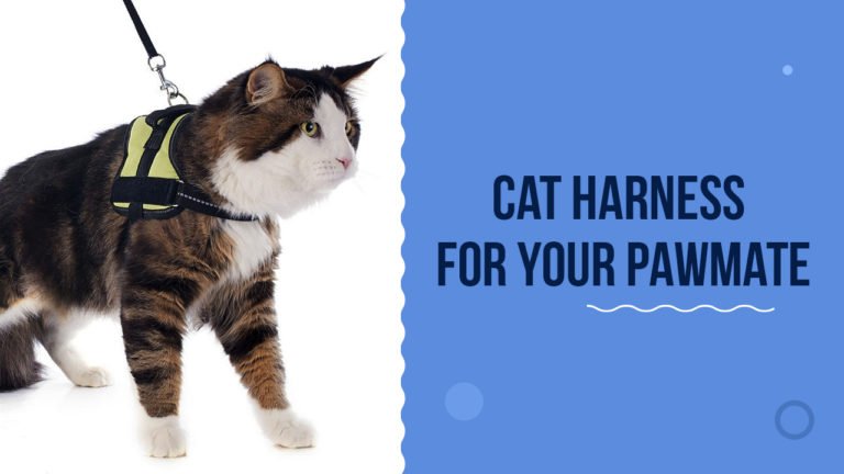 Best Cat Harness For Your Feline Buddy To Flaunt In 2021