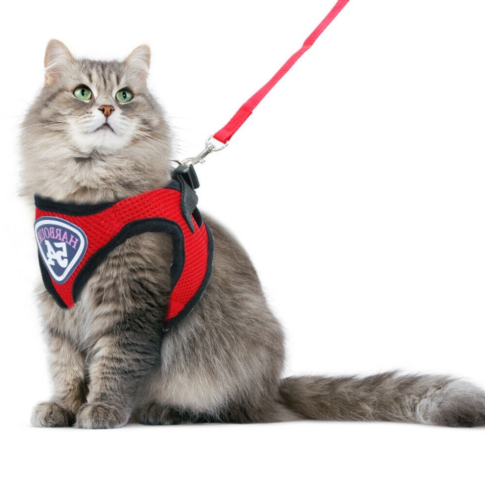 Best Cat Harness For Your Feline Buddy To Flaunt!