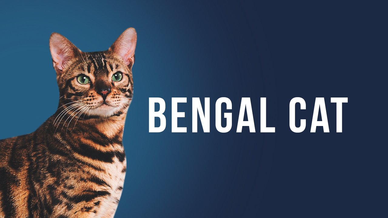 Bengal Cat- A Complete Cat Breed Profile