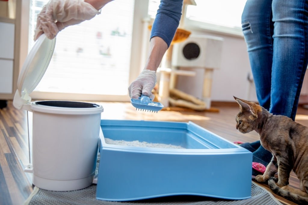 Training Your Kitten To Use The Litter Box - Tips To Encourage Your Cat! Best Way To Clean Cat Litter From Floor