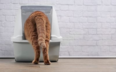 Training Your Kitten To Use The Litter Box – Complete Guide For Litter Training!