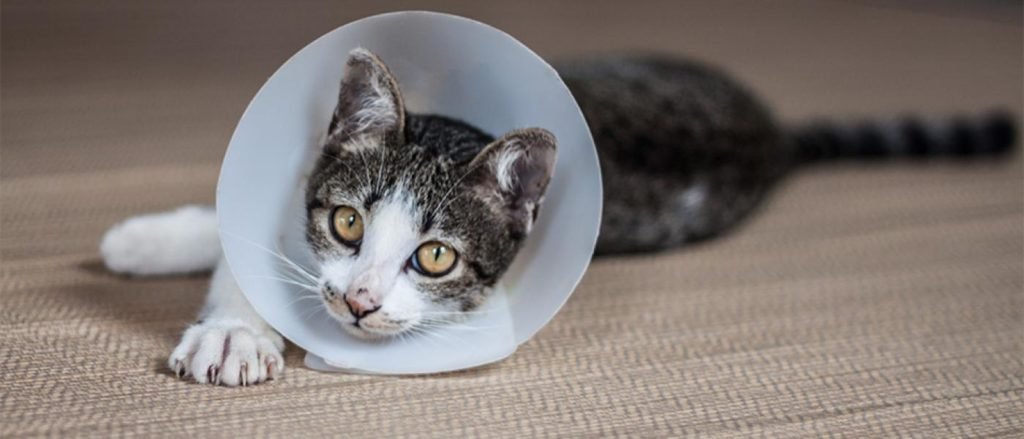 How To Take Care Of A Cat After Spaying And Declawing