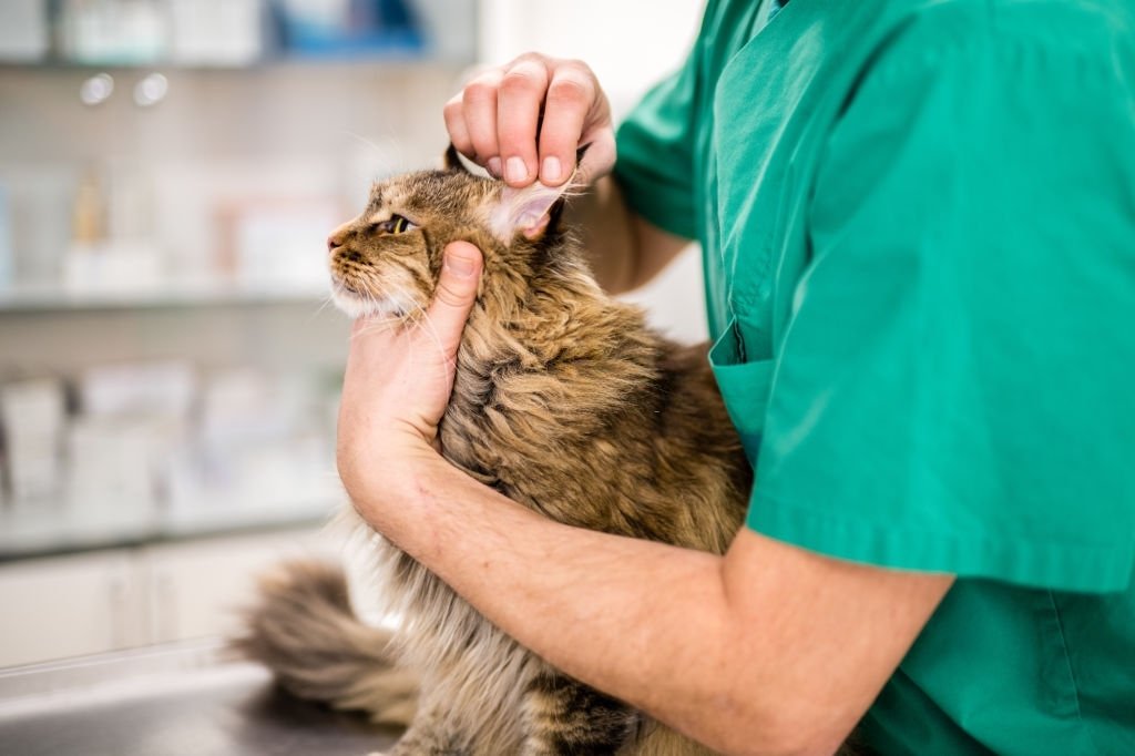 How To Take Care Of Your Cat After Spaying