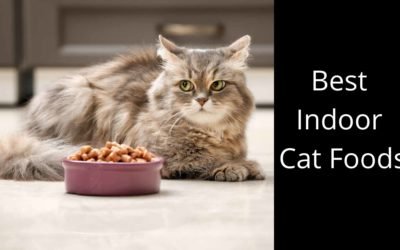 Cat Foods For Indoor Cat- Vet Recommended Indoor Cat Foods