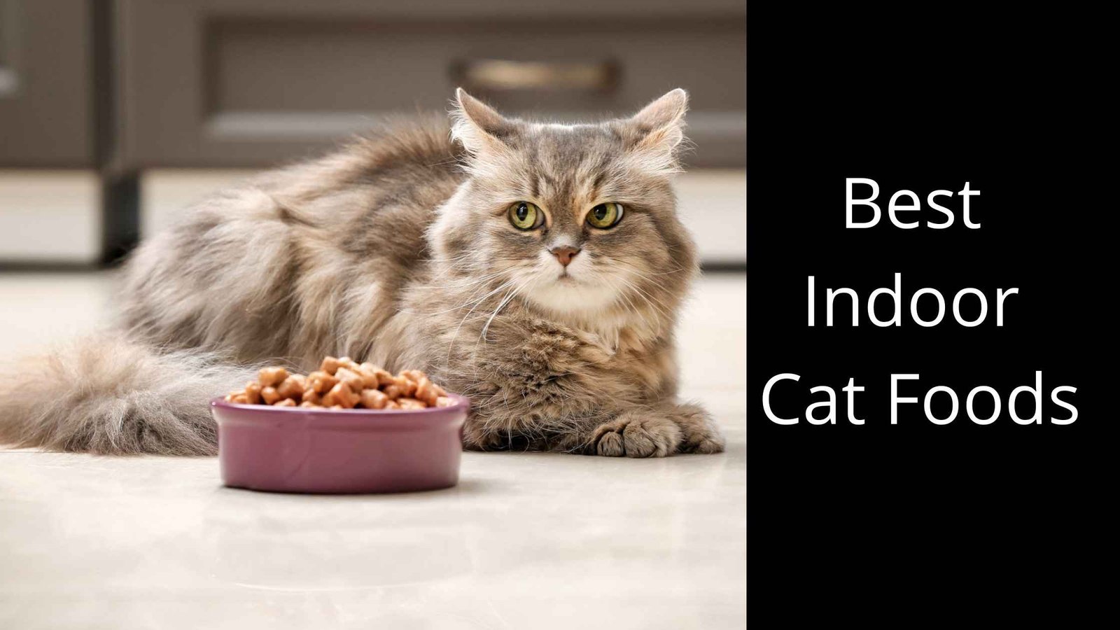 Best Cat Foods For Indoor Cat - A Well Explained Nutrition Guide!