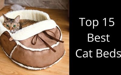Top 15 best cat beds – Buy The Best Bed For Your Kitty