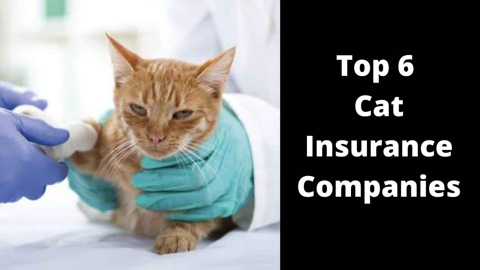 Top 6 Best Cat Insurance Companies - The Best Companies You Can Trust