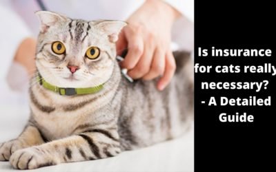 Is insurance for cats really necessary? – A Detailed Guide