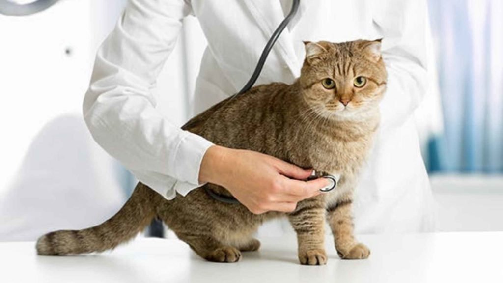 pet-insurance-for-cats