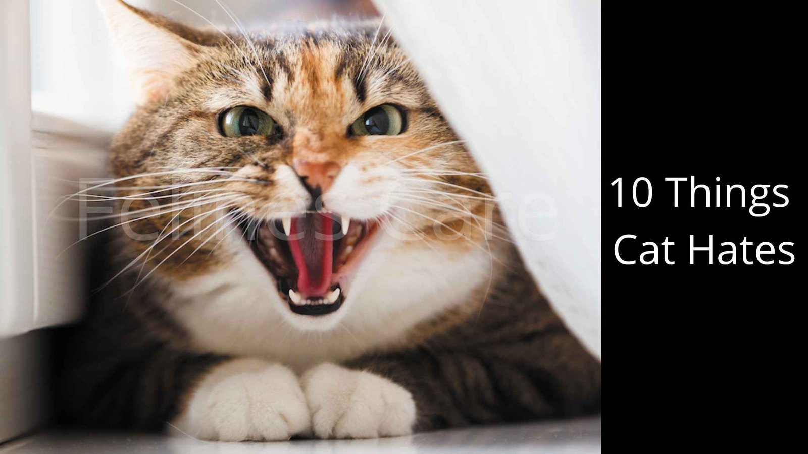 10 Things Cat Hates An Overview To Make Your Feline Friendly!!