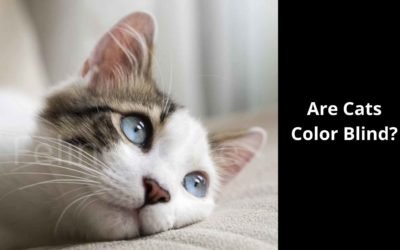 Are Cats Color Blind? – All You Needs To Know!