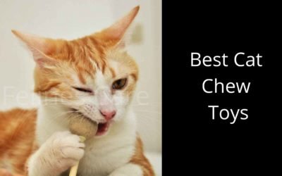 Top 10 best cat chew toys- Why Cat Needs Chew Toys?