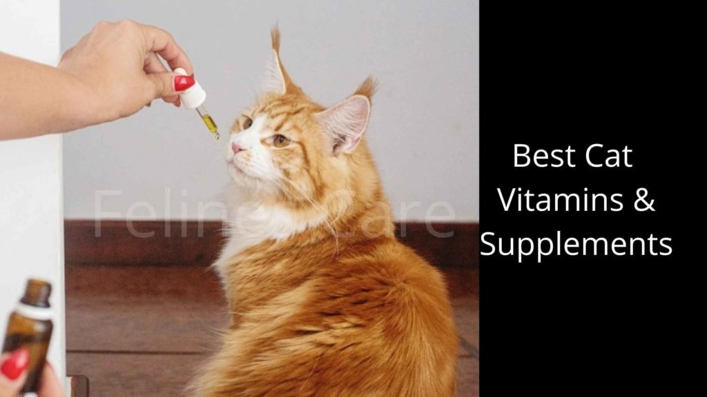 Best Cat Vitamins & Supplements