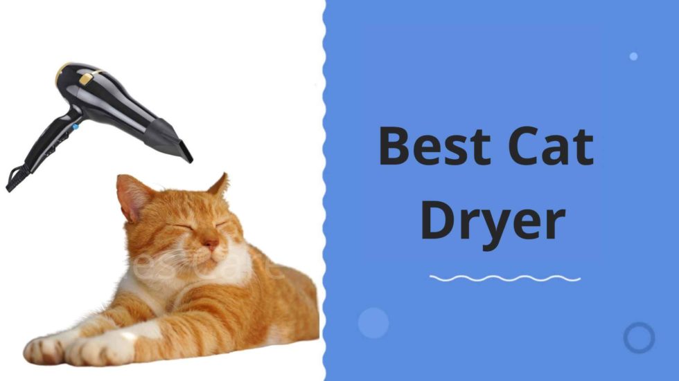 Top 10 Best Cat Dryers Top Picks & Buying Guide!