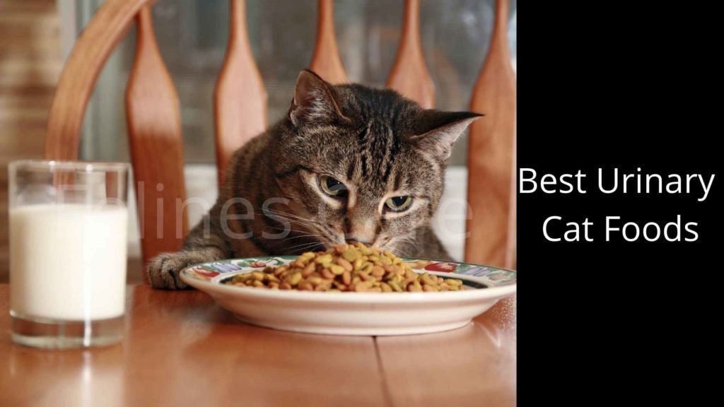 Best Urinary Cat Foods