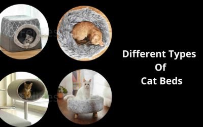 Different Types Of Cat Beds- For A Perfect Cat Sleep!