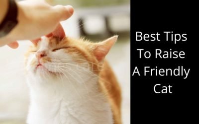 Top 6 Best Tips To Raise A Friendly Cat- Practice These Tips & Tricks.