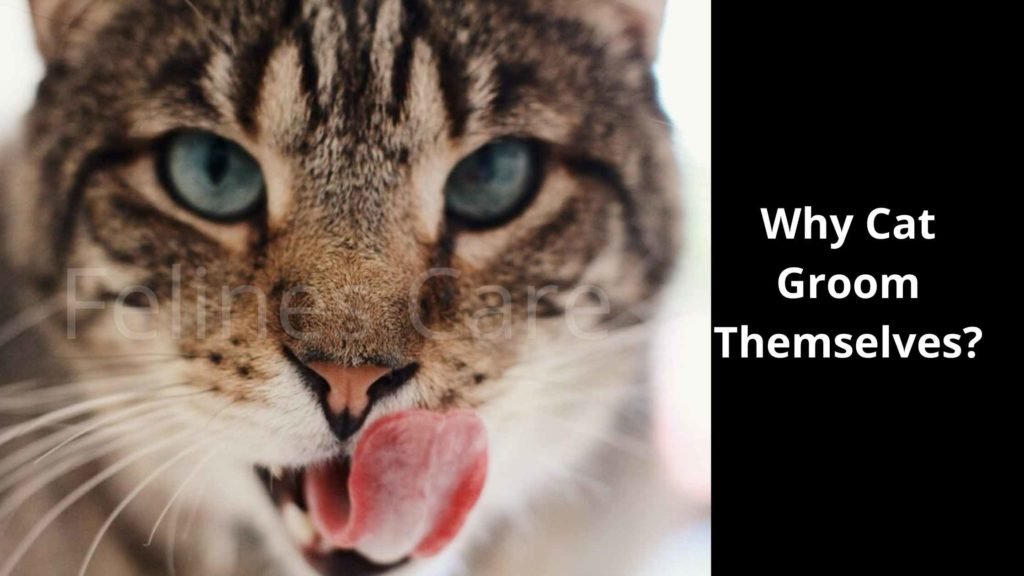 Why Cat Groom Themselves